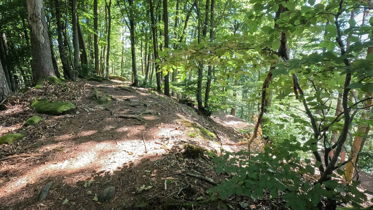 Kammwanderung auf dem Rinnthaler Höhenweg Kammwanderung auf dem Rinnthaler Höhenweg