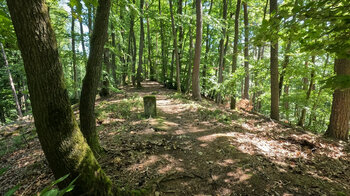 Höhenwanderweg auf dem Rindsberg