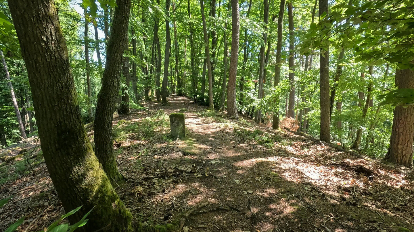 Höhenwanderweg auf dem Rindsberg im Pfälzerwald Höhenwanderweg auf dem Rindsberg