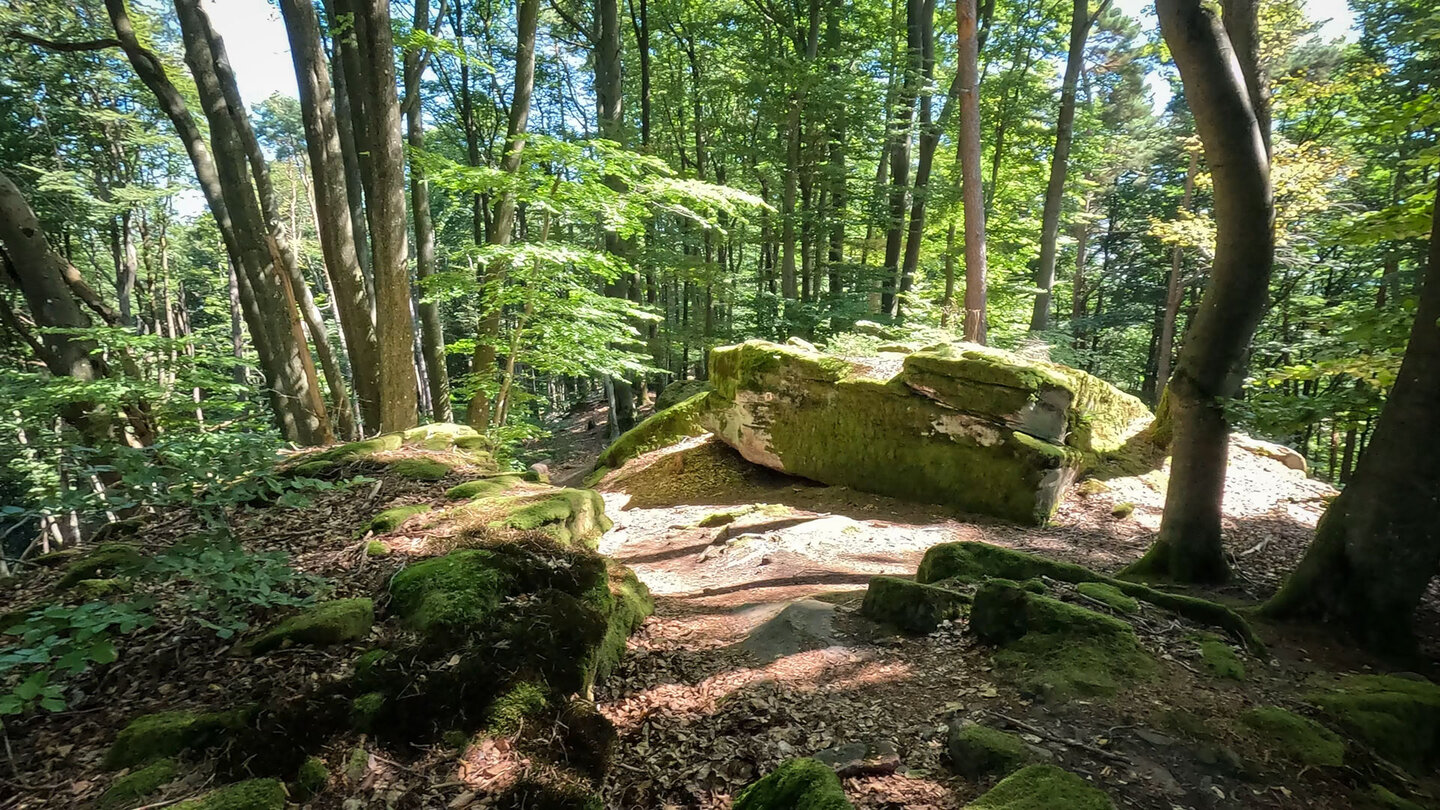 abwechslungsreiche Wanderung im Pfälzerwald bei Rinnthal Wanderung im Pfälzerwald bei Rinnthal
