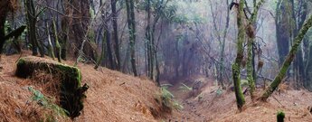 der Wanderweg PR-LP 8 im nebelverhangenen Feuchtwald