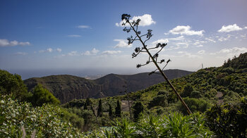 Blick über die Caldera de Bandama