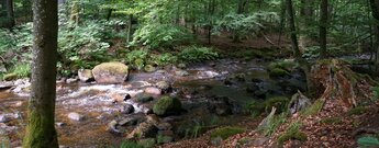 die Kalte Bode im Elendstal im Harz