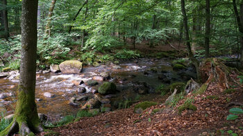 die Kalte Bode im Elendstal im Harz