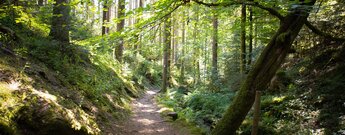 Genießerpfad - Wasser-, Wald- und Wiesenpfad durch die Rötelbachschlucht