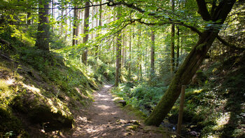 Genießerpfad - Wasser-, Wald- und Wiesenpfad durch die Rötelbachschlucht