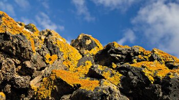 farbenprächtig wirken Flechten auf dem Gestein am Krater des Montaña del las Lapas o del Cuervo in La Geria