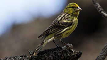 Kanarienvögel sind Wegbegleiter auf der Wanderung um den Montaña de Guamaso