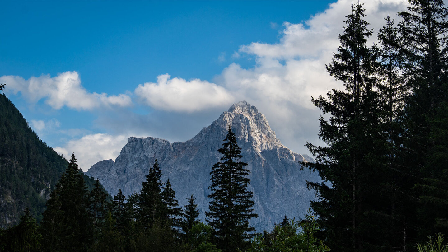 Blick aus dem Bergwald auf die Felswände der Julischen Alpen bei Kranjska Gora