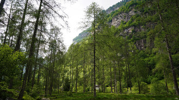 durch den Lärchenwald zurück nach Sonogno