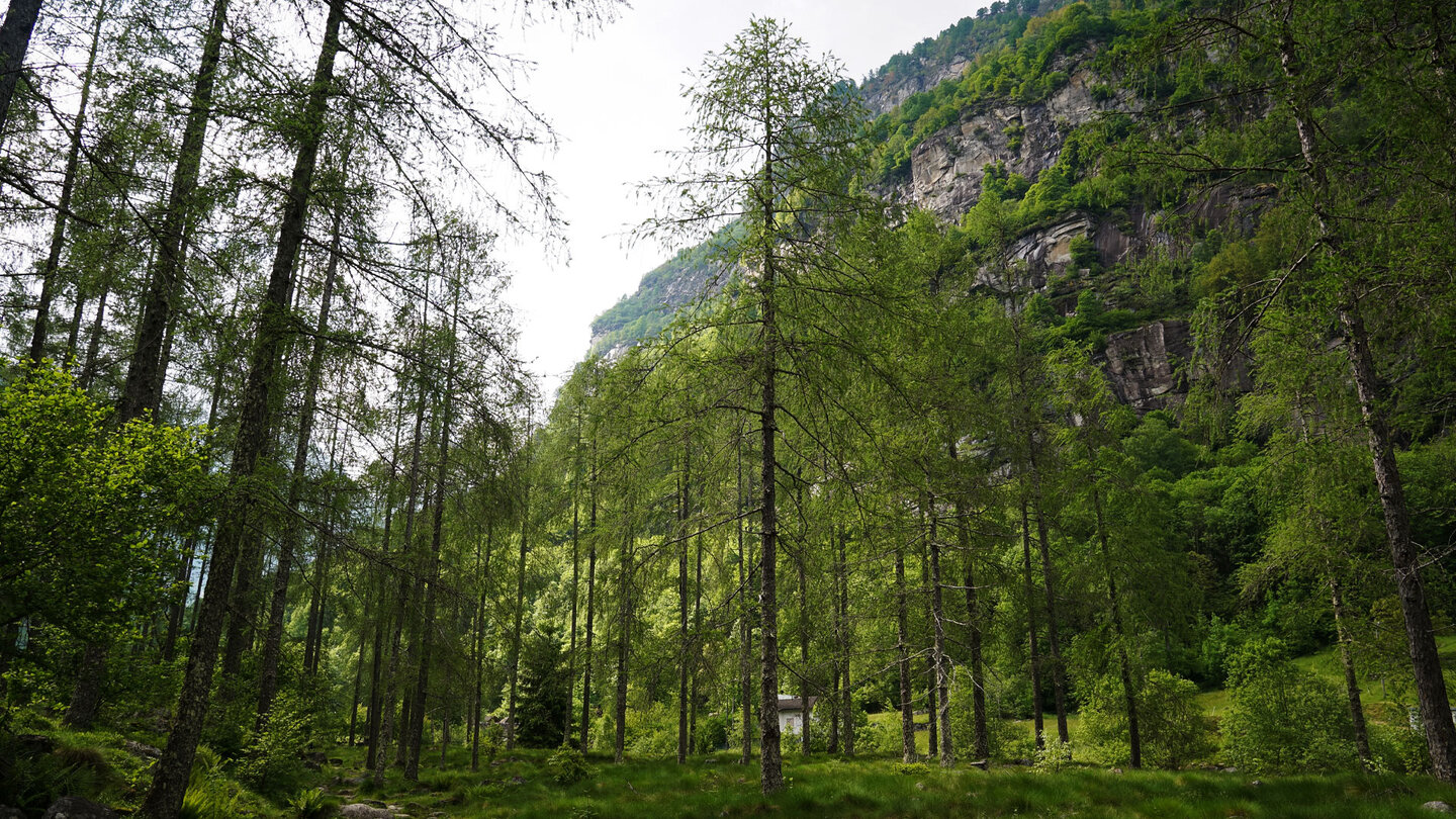 Wanderung durch den Lärchenwald zurück nach Sonogno durch den Lärchenwald zurück nach Sonogno