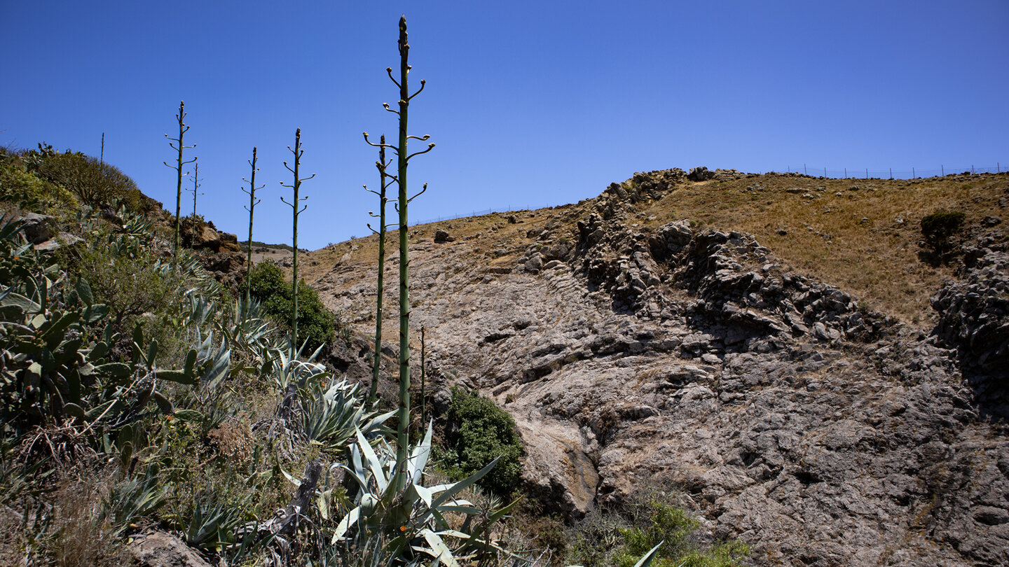 die Schlucht Barranco de las Cuevas