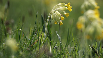 Wiesenschlüsselblumen im Biosphärenreservat Rhön