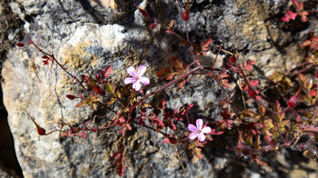 Storchenschnabel auf den Mauern der Burg Falkenstein
