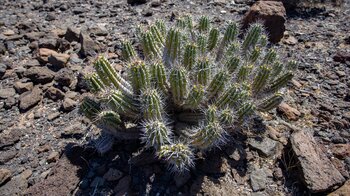 die Jandia Wolfsmilch ist ein botanisches Kleinod der Insel Fuerteventura