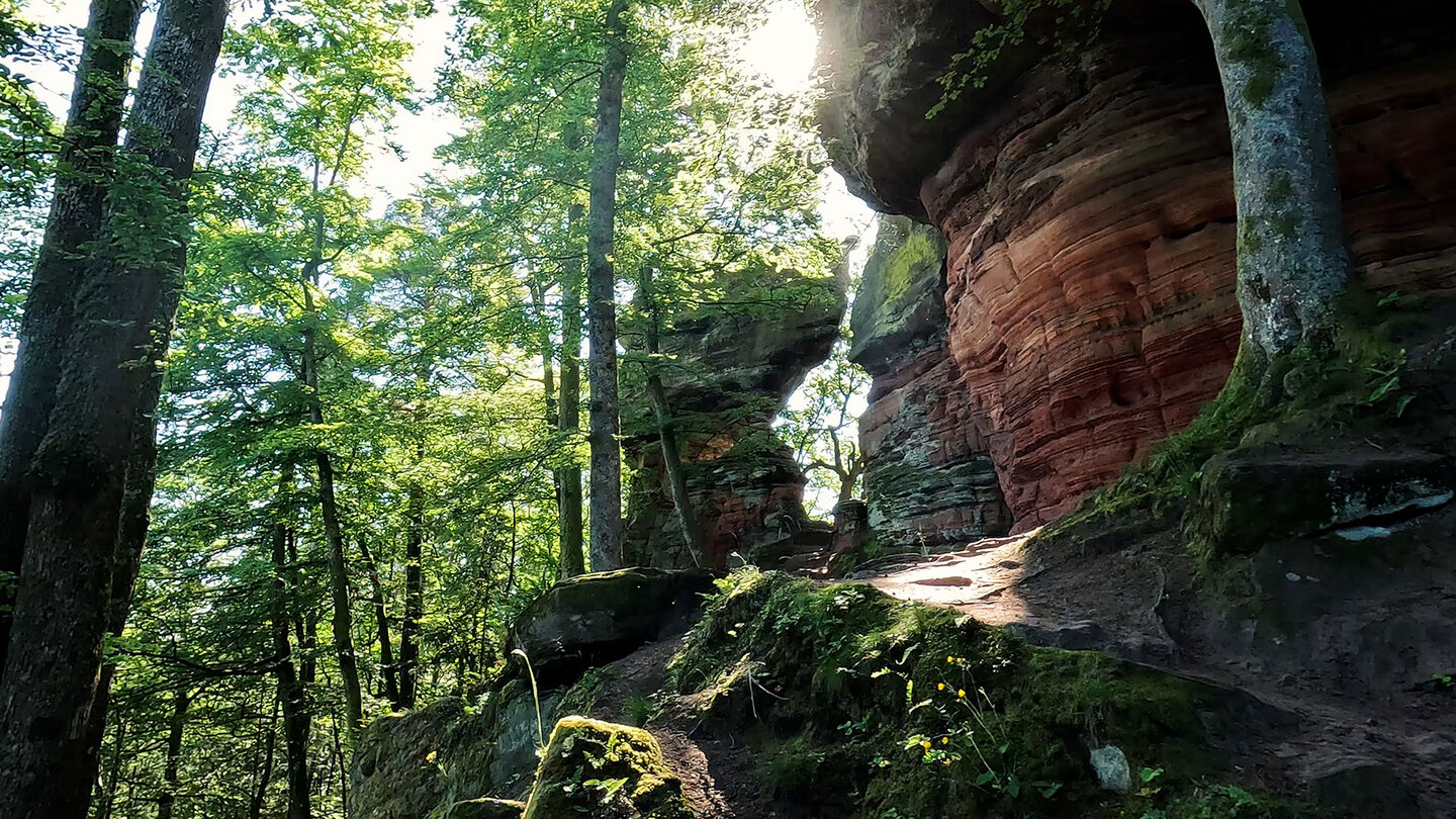 Buntsandsteinformation Altschlossfelsen im Pfälzerwald Buntsandsteinformation Altschlossfelsen im Pfälzerwald