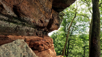 Buchenwald entlang der Wanderroute um die Altschlossfelsen