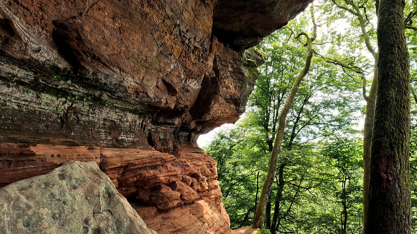 Blick auf den Buchenwald entlang der Wanderroute um die Altschlossfelsen Buchenwald entlang der Wanderroute um die Altschlossfelsen