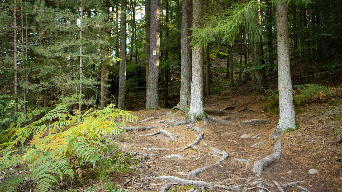 Wurzelweg zum Hirschfelsen