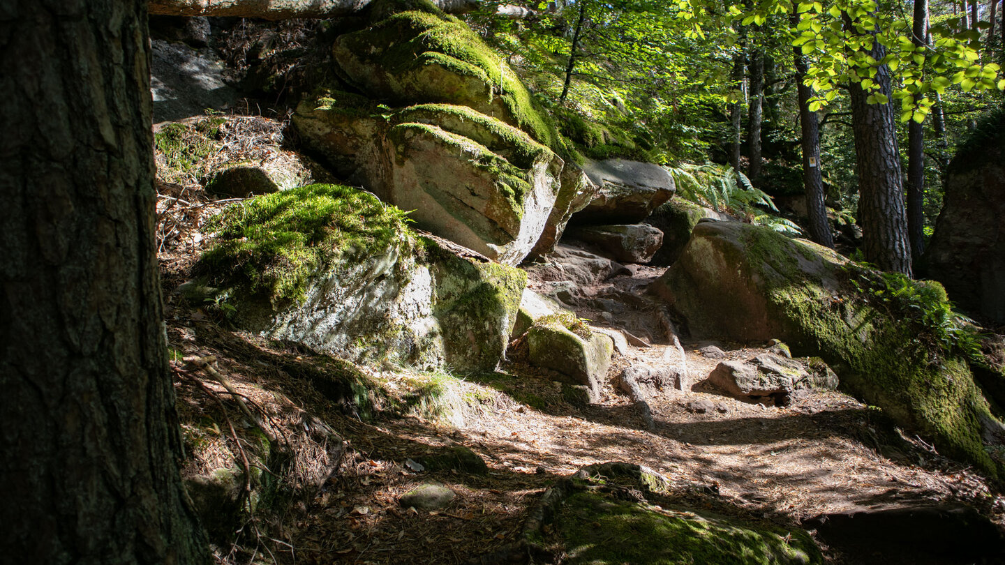 die Wanderroute schlängelt sich durch bemooste Findlinge