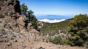 Ausblick bis La Gomera über den Kiefernwald der Corona Forestal