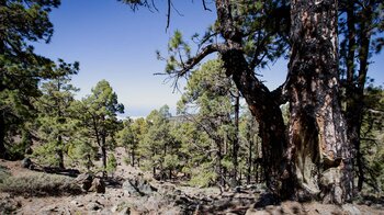 der Wanderweg führt durch den Kiefernwald der Corona Forestal