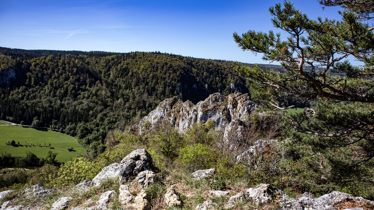 Zerklüfteter Felsenkamm des Stiegelesfels mit Kiefer im Vordergrund