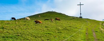 Wanderweg auf den Pferdskopf