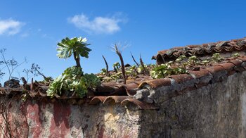 Aeonium-Pflanzen auf einem Hausdach in Taborno