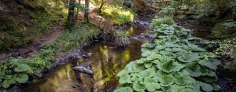 Pestwurz am Rötenbachs