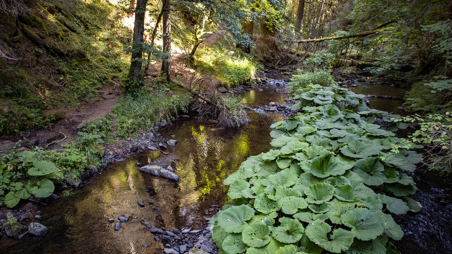 Pestwurz am Rötenbachs