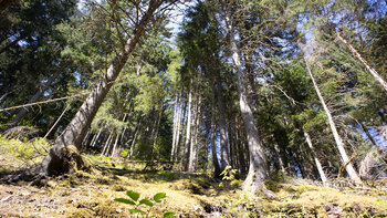 Wald in der Rötenbachschlucht
