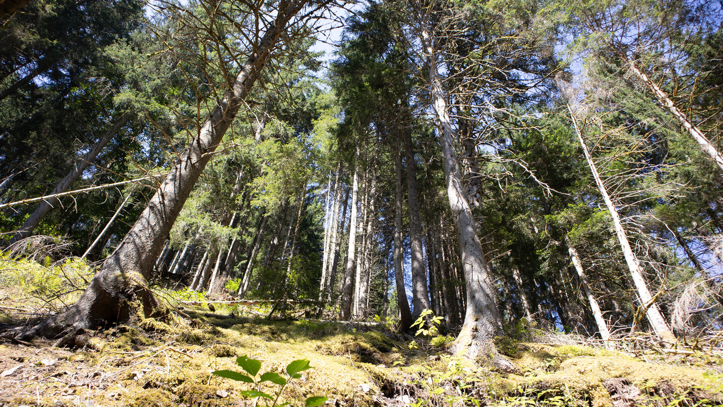 Wald in der Rötenbachschlucht
