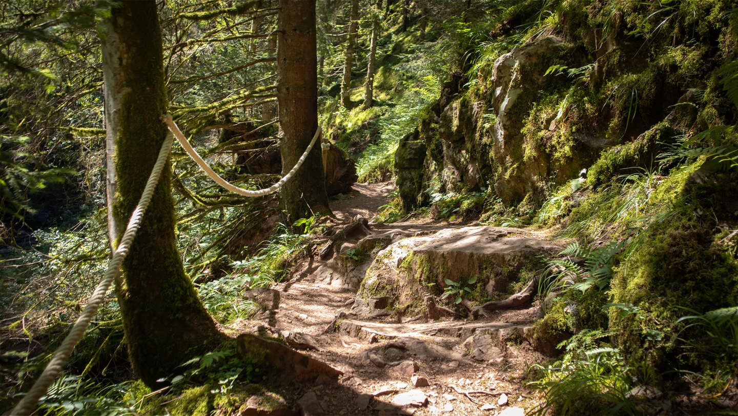 Wurzelweg in der Rötenbachschlucht