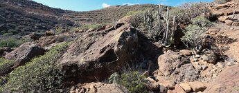 Vegetation im Barranco de Tajo im Süden von Teneriffa