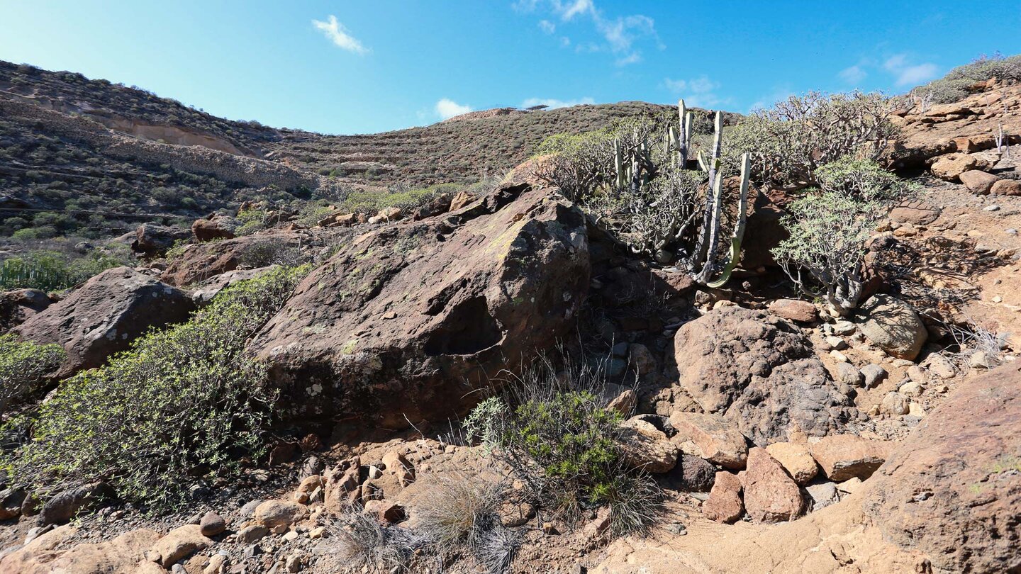 Vegetation im Barranco de Tajo im Süden von Teneriffa