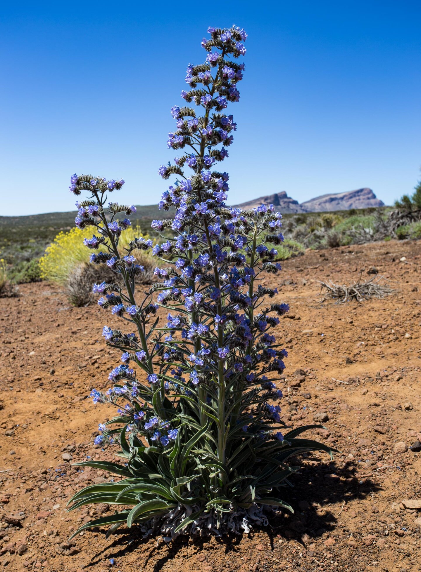 der Blaue Teide-Natternkopf im Nationalpark