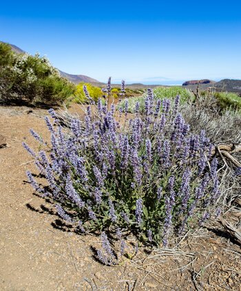 blaue Blüte der Teide-Katzenminze