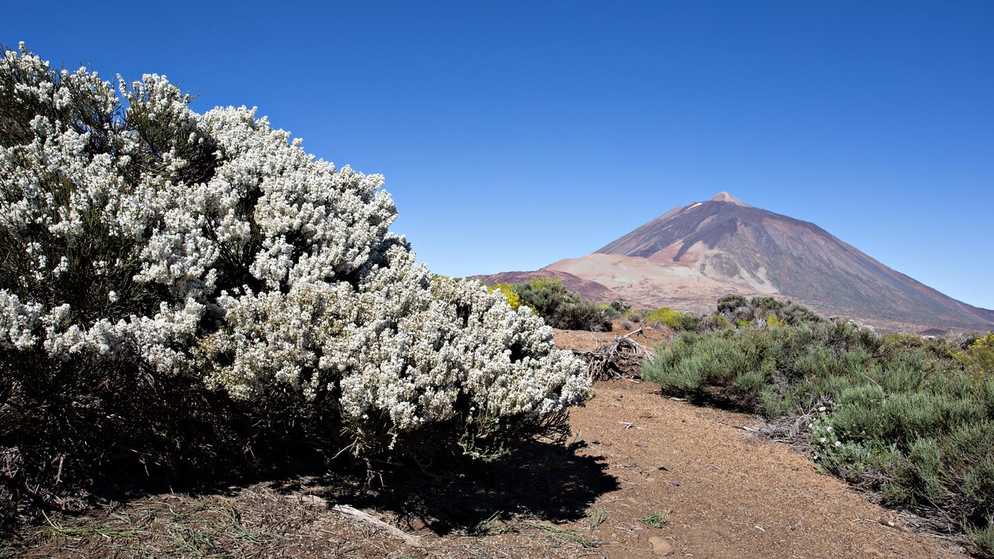 weiß blühender Ginsterbusch mit Montaña Rajada, Montaña Blanca und Teide
