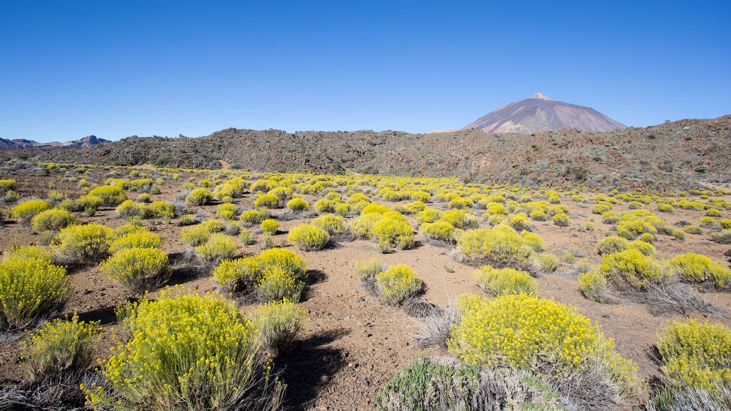 auf der Wanderung zu den Arenas Negras hat die Teide-Rauke Ihre Blütezeit von Mai-Juni