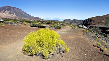 die Hochgebirgsvegetation des Teide Nationalpark entlang des Wanderwegs in steht in Blüte