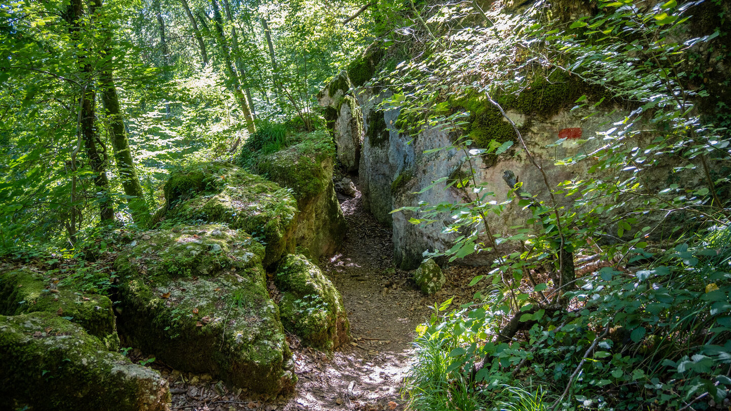 Buchen filtern das Licht in auf den Felsenwegen
