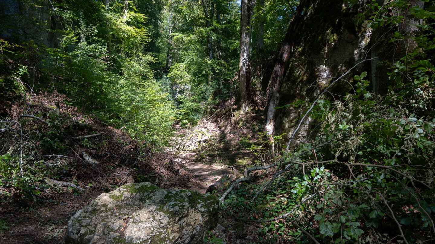Pfade führen an mächtigen Buchen vorbei
