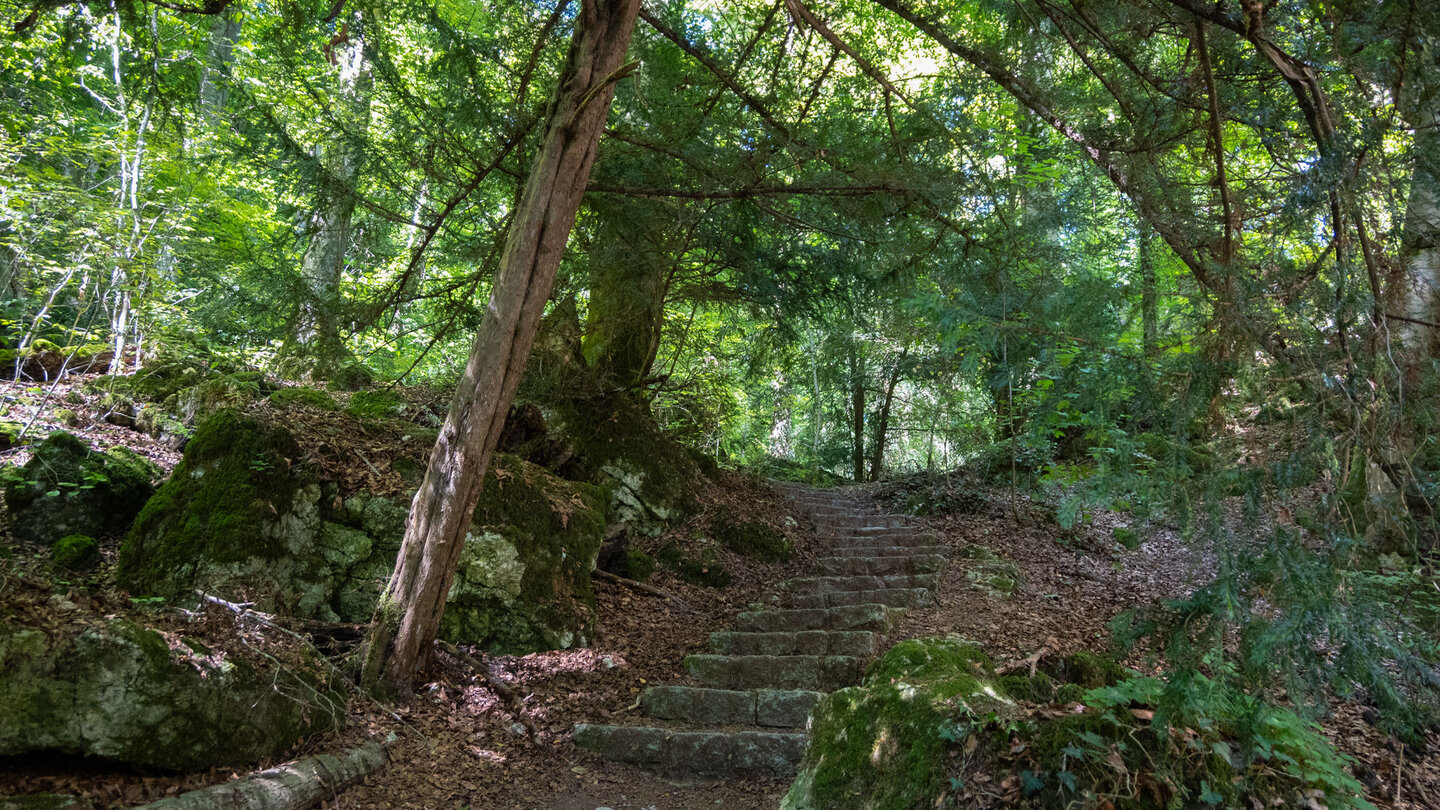 Treppen führen durch den Wald bei der Wolfsschlucht