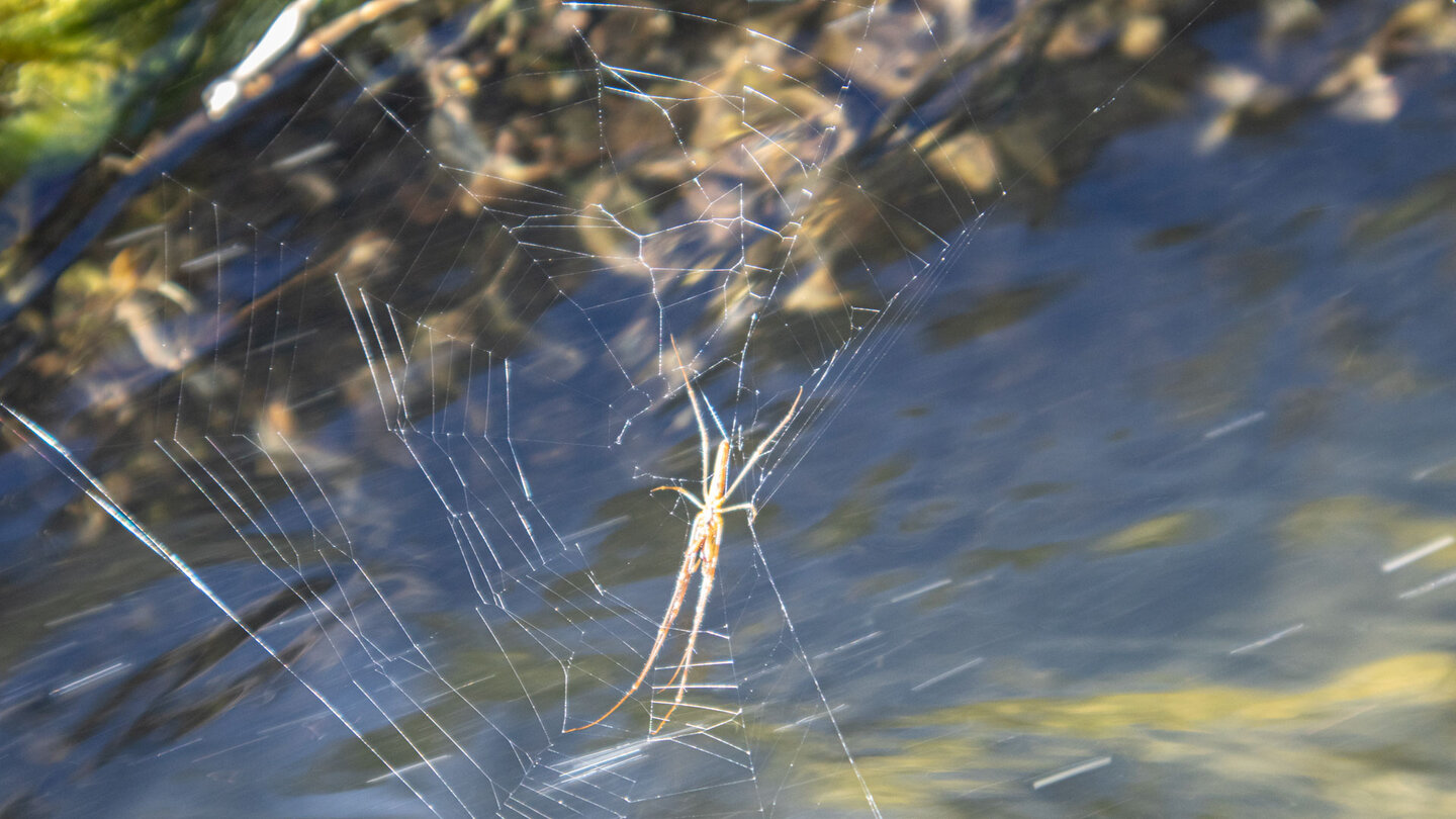 Spinnennetz am Wasserkanal