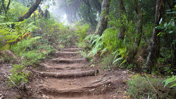 Wanderweg durch den Lorbeerwald Garajonay