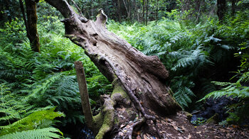 ausgehöhlter Baumstamm am Bachlauf im Barranco del Cedro