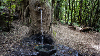 der wasserführende Baum am Rastplatz bei der Ermita de Lourdes