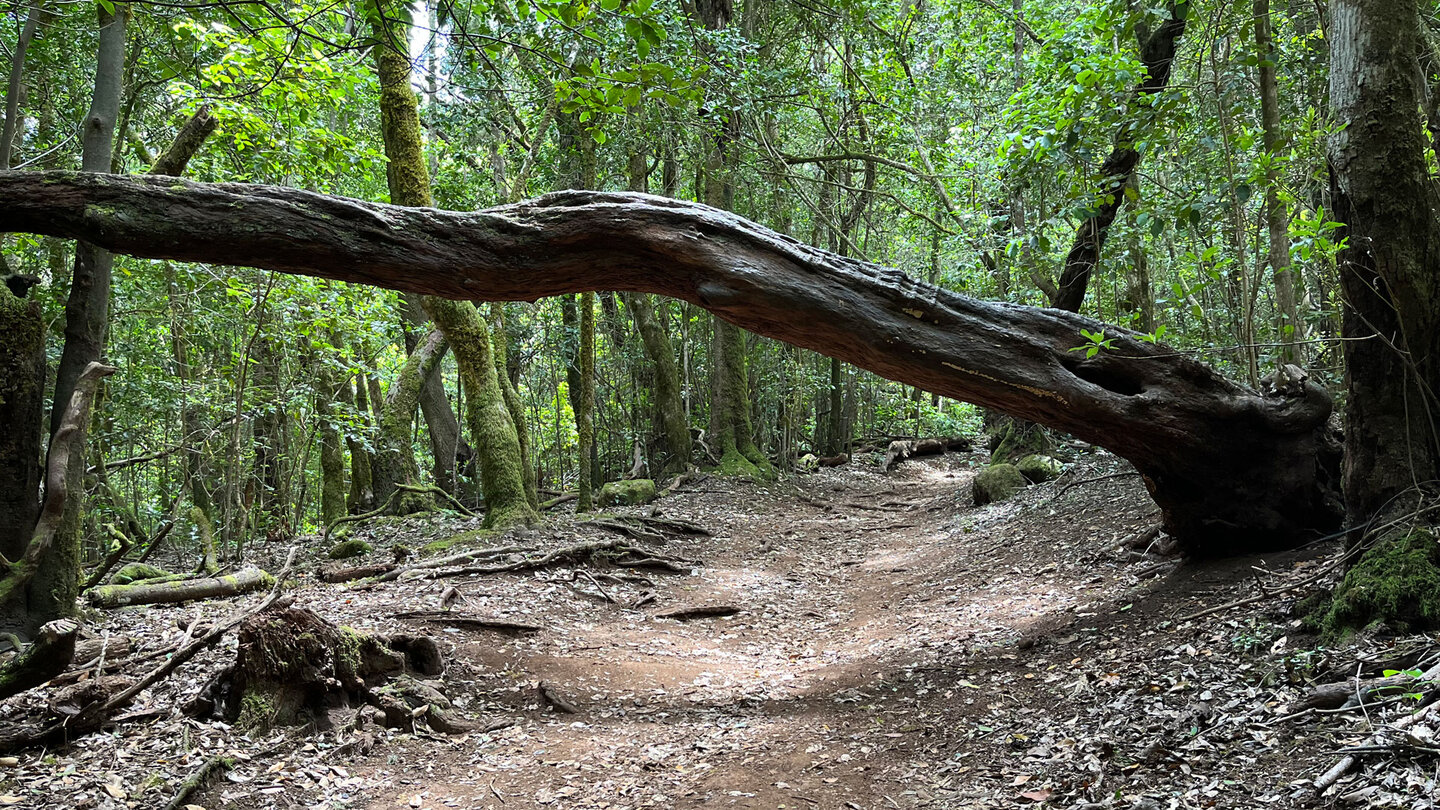 Wanderweg 18 im Lorbeerwald der Schlucht Barranco del Cedro