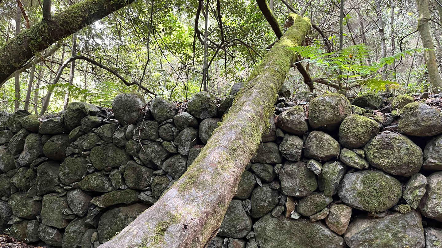 ein bemooster Baum lehnt auf einer Schichtsteinmauer